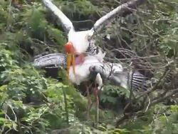 Painted storks mating Stock Footage