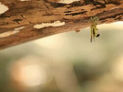 Wasp building a nest Stock Footage
