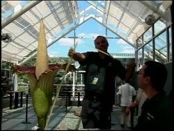 Foul-smelling flower which blooms once every 30 years is in blossom News Clip