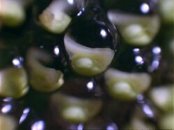 Tree frog eggs, late embryo within egg, BCU, Panama. Stock Footage