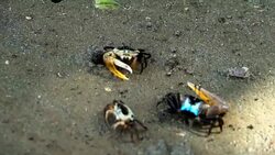 FIDDLER CRAB walk in mangrove Stock Footage