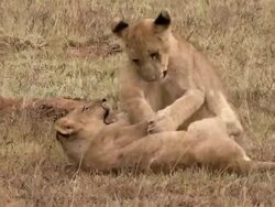 MS TS Shot of Lion cubs playing together / South Africa Stock Footage