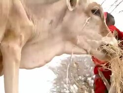Thin cow grazes on dry grass Stock Footage