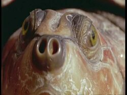 BCU Head of turtle facing camera, South America Stock Footage
