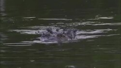 A crocodile lurks snout deep in a river. Stock Footage