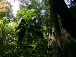 Rainforest interioir scenic, pan left. Stock Footage