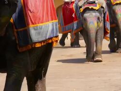 Jaipur Amer Elephants India Stock Footage