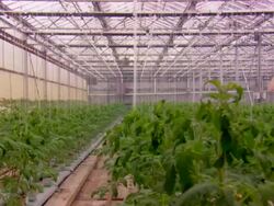  MS PAN Plants of tomatoes / Minneapolis, Minnesota, United States Stock Footage