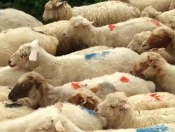 MS Shot of herd of sheep blocking road on military highway in caucasus / Kazbegi, Georgia Stock Footage