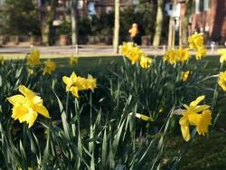 people in the spring - daffodils Stock Footage