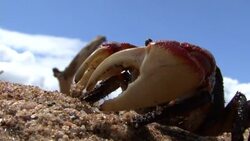 Mangrove crab on beach Stock Footage