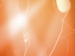Sperm Stock Footage