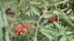 Senior man picking tomatoes in his allotment Stock Footage