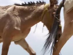 CU Donkeys carrying supplies through mountain / Durma, Banke District, Nepal Stock Footage