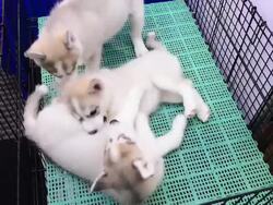 Puppy dog playing together Stock Footage
