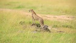 Cheetah watching for preying at wild Stock Footage