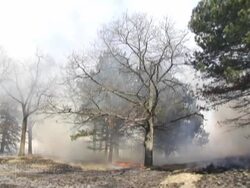 A few large trees are engulfed in smoke and fire spreads across the ground. /  Stock Footage