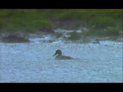 Duck bathing in pool in the rain, Nagarahole, Southern India Stock Footage