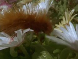 CU Pan right, Hairy caterpillar crawling across white Mesembryanthemum flowers, South Africa Stock Footage