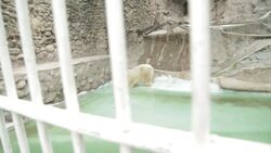 Hundreds of thousands of people sign petition to return polar bear to Canada News Clip