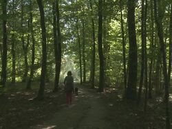 MS Lady walking with dog through beech trees forest (de Soignes) / Brussels, Belgium Stock Footage