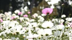 slow-motion, beautiful flowers in garden Stock Footage