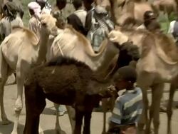 Camels at camel market Stock Footage