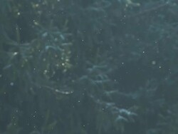 HD SLOW MOTION: Winter Forest Stock Footage