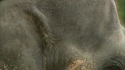 An elephant with long tusks flaps its ears. Stock Footage