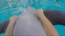 girl floats together with a dolphin Stock Footage