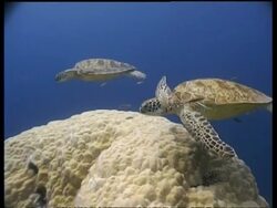 MS Cleaner fish cleaning group of Green Turtle at cleaning station, Sipadan, Borneo, Malaysia Stock Footage