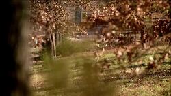 Beauty shot trophy deer with large antler rack stands in a forest clearing. Stock Footage