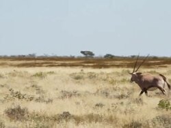 MS Shot of Oryx running through grassy field / Ongava, Kunene, Namibia Stock Footage