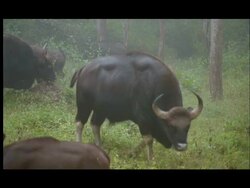 Gaur (Bos gaurus) grazing, Nagarahole, Southern India Stock Footage