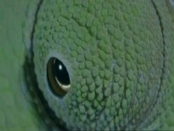ECU Chameleons eye moving, Botswana, Africa Stock Footage