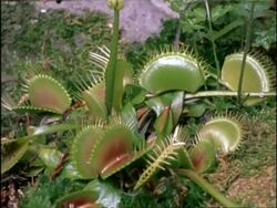 Time lapse Venus Fly Traps growing, UK Stock Footage