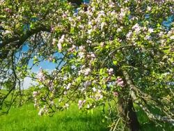 CRANE DOWN: Apple Blossom Stock Footage