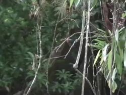 King fisher Stock Footage