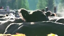 Cattle waiting in sorting pens for transportation to market Stock Footage