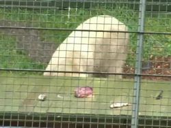 New Polar Bear cub at Wildlife Park News Clip