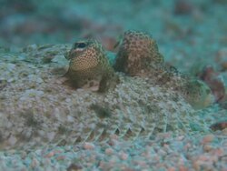 Leopard Flounder (Bothus pantherinus), portrait, ECU, Monad Shoa, Malapascua, Philippines Stock Footage