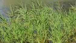 Beautiful swamp in summer Stock Footage