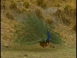 Peacock (Pavo cristatus) male lowering feather train, Bandhavgarh National Park, India Stock Footage