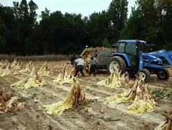 Maryland Tobacco Farm Begins Harvest Stock Footage