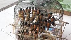 Birds in cage for release Stock Footage