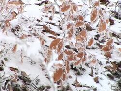 HD: Snow covered leaves Stock Footage