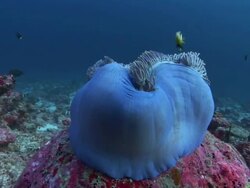 Purple Anemone (order Actiniaria) and clown fish (Amphiprion sp.), Maldives Stock Footage