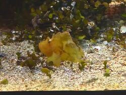 Coral colony Stock Footage