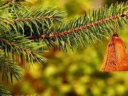 Bell on the Christmas Tree Stock Footage