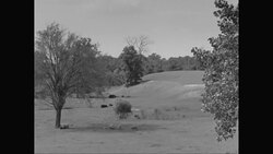 WS Sheep and cattle grazing in landscape area / United States Stock Footage